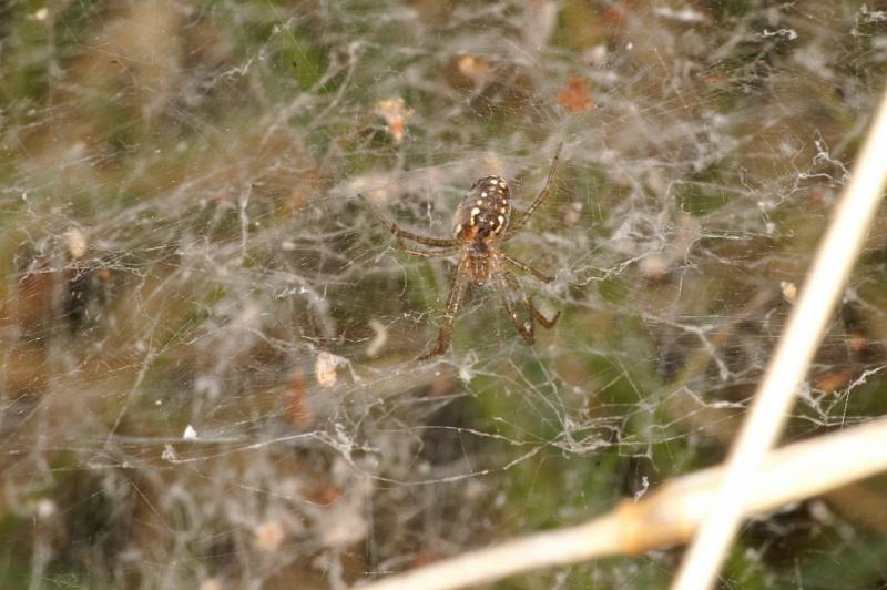 Cyrtophora_ZZXYX_D3543_Z_88_Mt Florence station_Australie.jpg